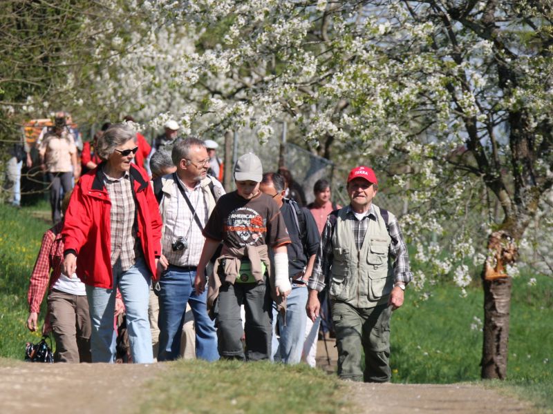  zu sehen ist eine Wandergruppe beim Kirschblütentag 
