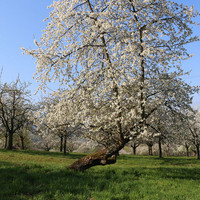 Weilheimer Kirschblüte. Foto: Stadtverwaltung 