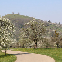 Weilheimer Kirschblüte. Foto: Stadtverwaltung 