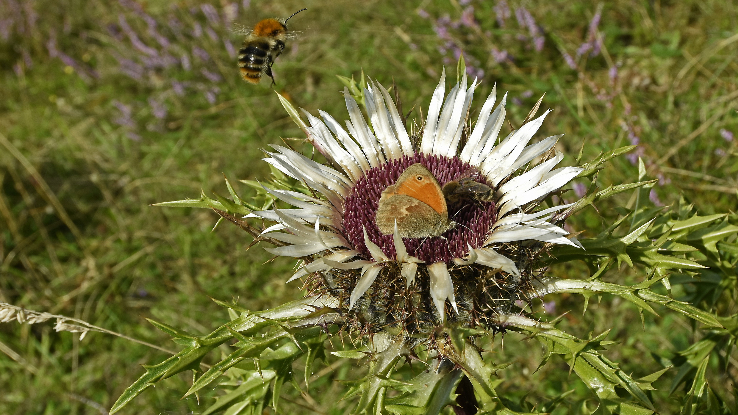  Silberdistel mit Hummel, Biene und Rotbraunem Waldvögelchen, Foto Reiner Enkelmann 